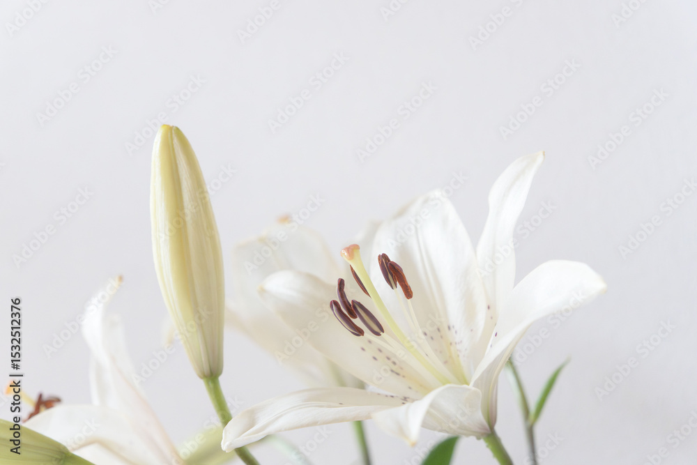 Obraz premium 百合の白い花をグレー背景でアップ撮影34