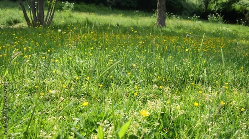 Field of grass with yellow flowers. There are many flowers in the field