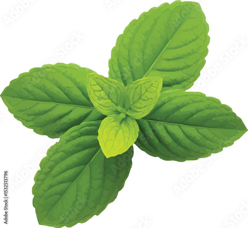 mint