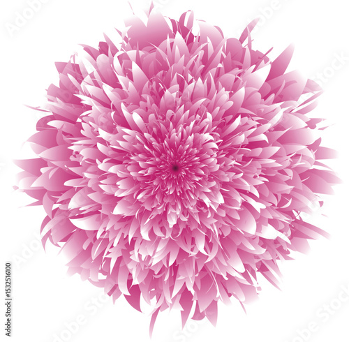 pink floral illustration. beauty flower isolated. blossom. chrysanthemum