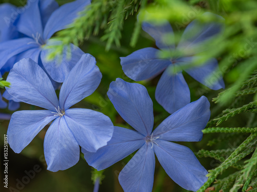 Simply purple flowers of cape plumbago outdoors in summer close-up. Lovely beauty image of nature.