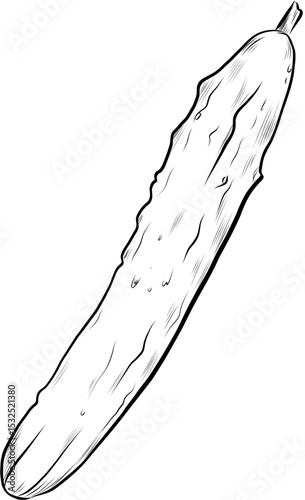  Bumpy long cucumber hand drawn sketch vector