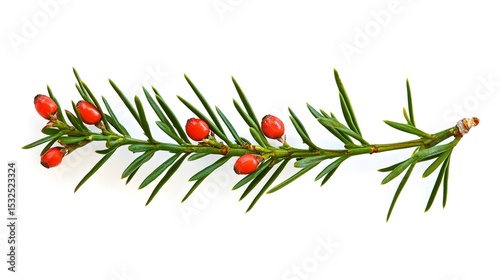 Detailed macro portrayal of a common yew twig with scarlet arils arranged on an immaculate white background showcasing exceptional botanical intricacy