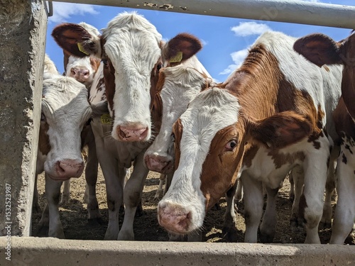Group of young dairy cows. A group of curious young dairy cows standing close together and looking directly into the camera. The scene was shot outdoors on a sunny day.