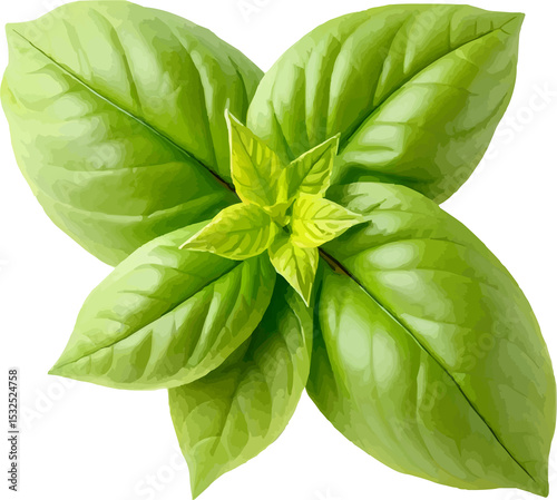 Basil Leaf