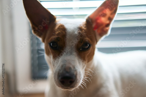A closeup image of a playful dog, featuring its expressive eyes and distinctive ears, radiating pure curiosity