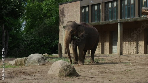 Elephant walking slowly around its enclosure