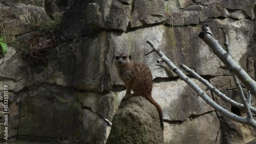 Alert meerkat sitting on a rock and looking around