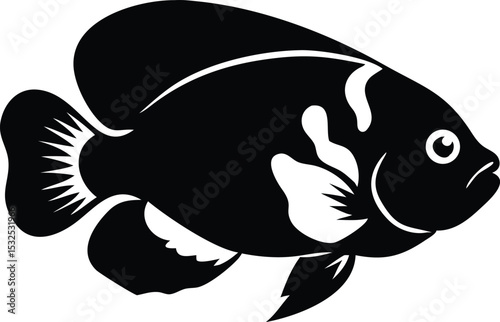 Vibrant oscar fish illustration on white background