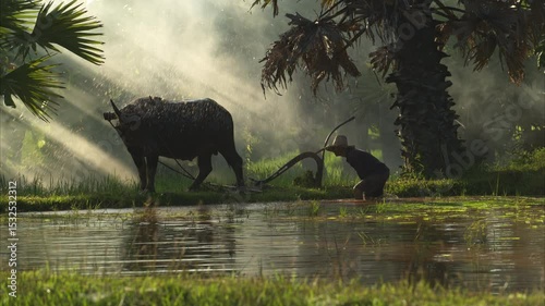 On the morning with golden sunlight in the rice fields in rural Thailand, Farmers and their lifestyle of rice farming based on the seasons	