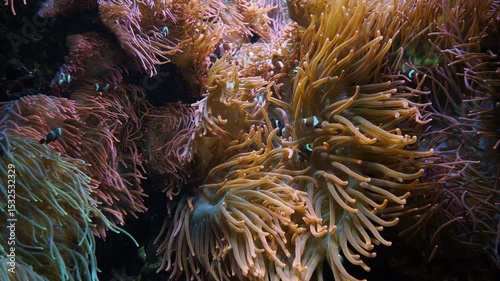 Colorful reef fish swimming around a waving coral reef