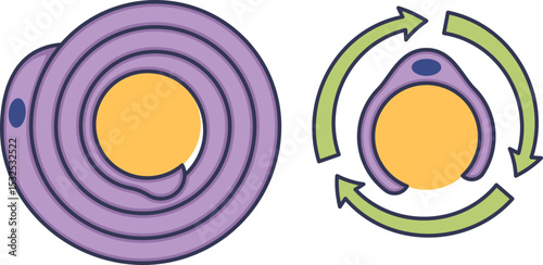 Illustration of myelin sheath formation around a nerve axon by Schwann cells.