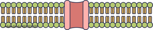 Illustration of a cell membrane with lipid bilayer and protein channel.