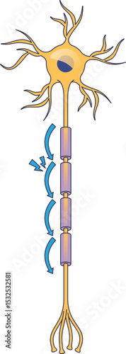 Illustration of a neuron transmitting electrical impulses.