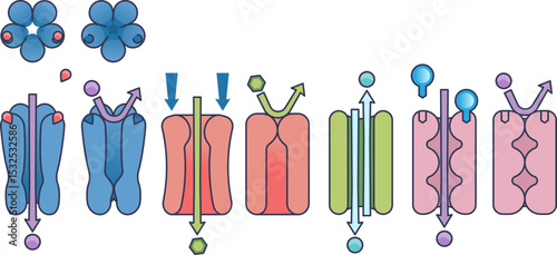 Illustration of various cellular membrane channels showing different transport mechanisms.