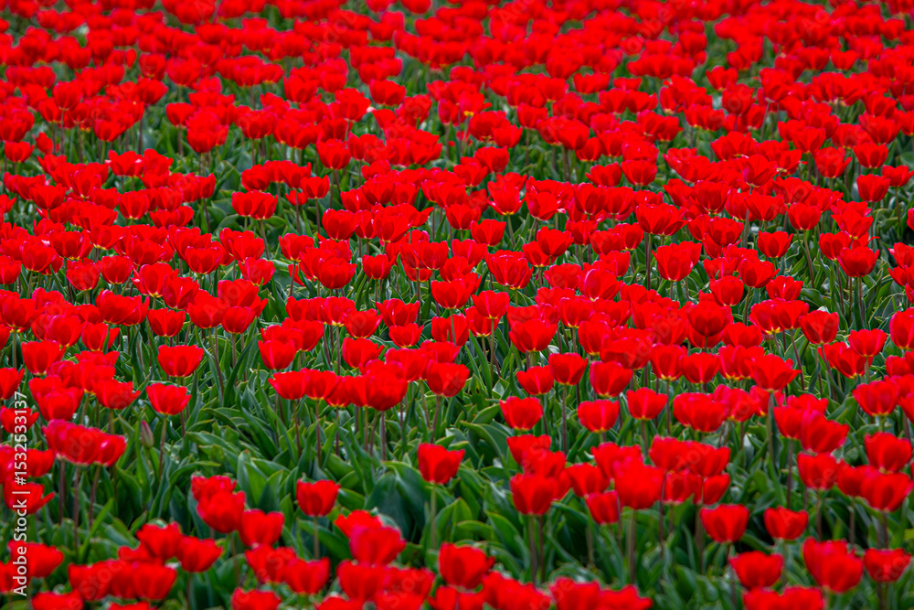 Obraz premium Close up of red Tulip plants, Image shows a close up image of multiple red tulip flowers growing in a farmers field in the Dutch countryside