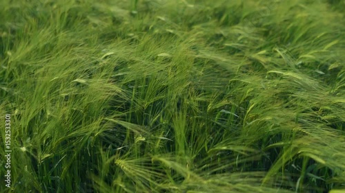 The lush green barley sways gently in the breeze, beautifully capturing the essence of natures profound tranquility