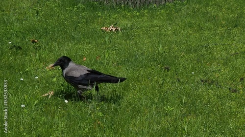 Hooded crow walking on green grass in a park