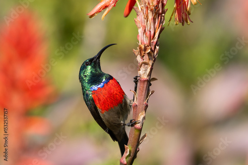 The southern double-collared sunbird or lesser double-collared sunbird (Cinnyris chalybeus)