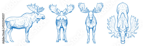 Hand drawn moose vector illustration showing side, front, back, and top views of a wild antlered animal, perfect for wildlife, forest, nature, rustic, vintage, and outdoor-themed design projects


