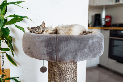 domestic cat sleeping on cat tree scratching post