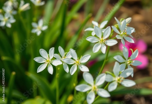 Delicate white alliaria flowers bloom close-up in a spring garden,  wildflower,  wildflower photography