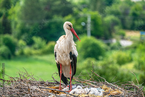 The beautiful views of Stork, feeding her babies in the nature