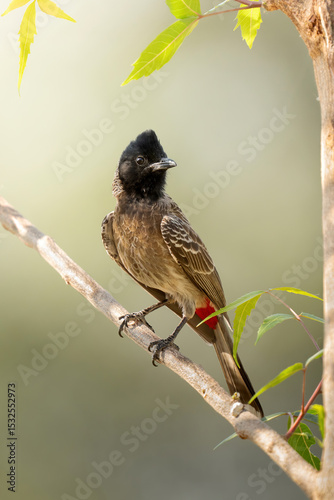 Bulbul de vientre rojo