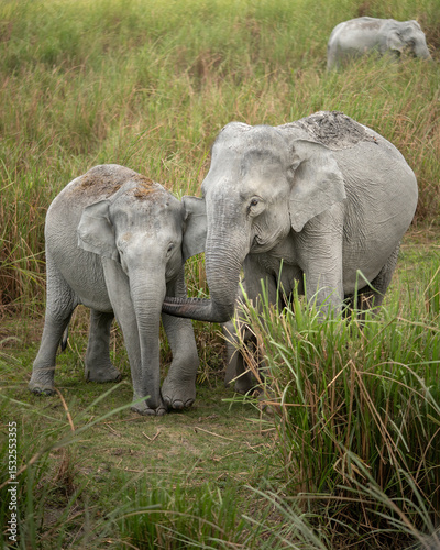 Bebe elefante escondido