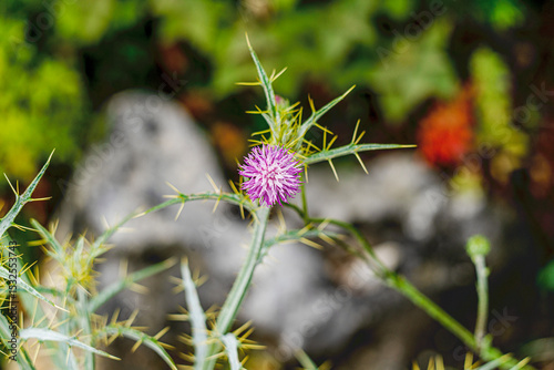 The beautiful blooming wild flowers