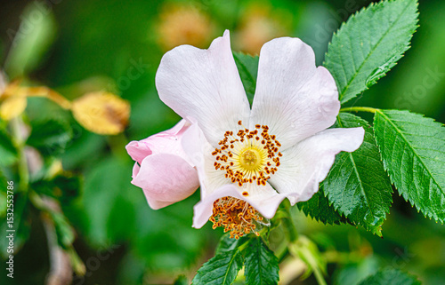 The beautiful blooming wild flowers