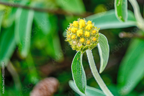 The beautiful blooming wild flowers