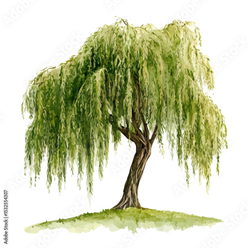 A Willow Tree, watercolor drawing vector, isolated on a white background.