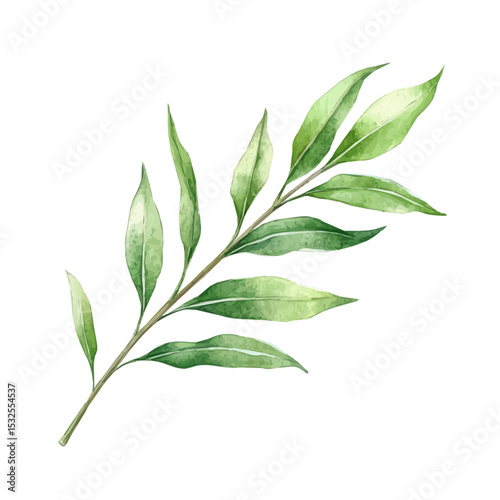 A Willow Leaf, watercolor painting vector, isolated on a white background.