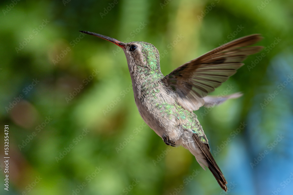 Fototapeta premium Female broad-billed hummingbird flying against geen bokeh background