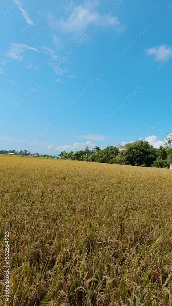 Golden Rice Field under Blue Sky in Rural Bali Golden Rice Field under Blue Sky in Rural Bali