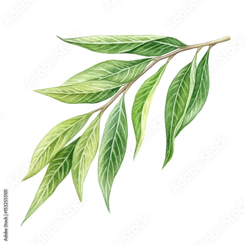 watercolor vector of A Willow Leaf, isolated on a white background.