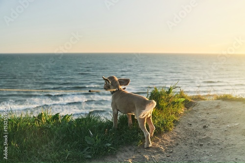 Fototapeta Naklejka Na Ścianę i Meble -  The dog admires the sunset from the cliff. Baltic Sea. Kaliningrad region. 