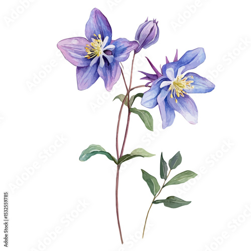 watercolor of A Wild Columbine Stem, vector, isolated on a white background.