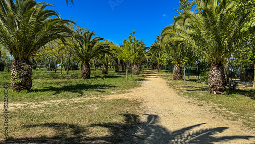 Sunlit palm-lined path whispers tales of wanderlust, Mediterranean arboreal dance, Earth Day homage, serene tropical passageway