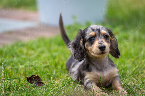 Photography 8 week old long haired miniature daschund puppy, Image shows a lone tabby or dap