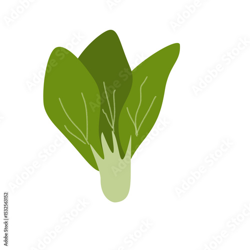 green bok choy vegetable vector. Fresh food flat design 