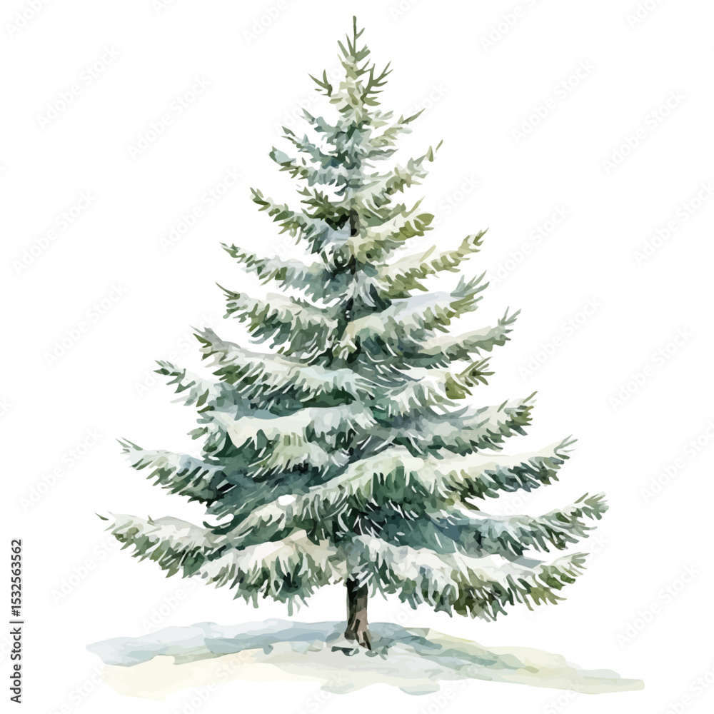 Obraz premium A White Spruce Tree, watercolor clipart vector, isolated on a white background.