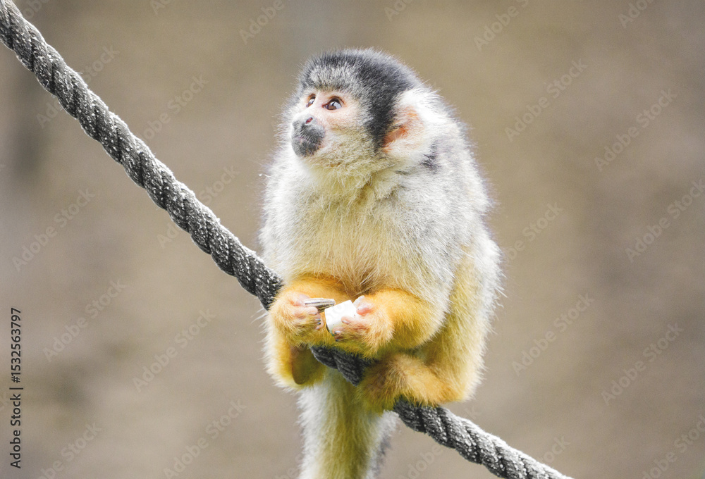 Obraz premium Black-crested squirrel monkey