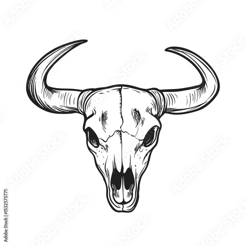 Detailed hand drawn cow skull with large curved horns isolated on white background western vintage style tattoo design