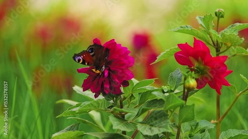Slow motion of big brown Machaon butterfly gathering nectar from the flower. Macro footage.