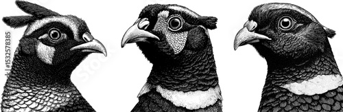 Pheasant vector vintage engraved illustration for art design