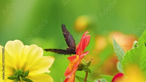 Slow motion of big brown Machaon butterfly gathering nectar from the flower. Macro footage.