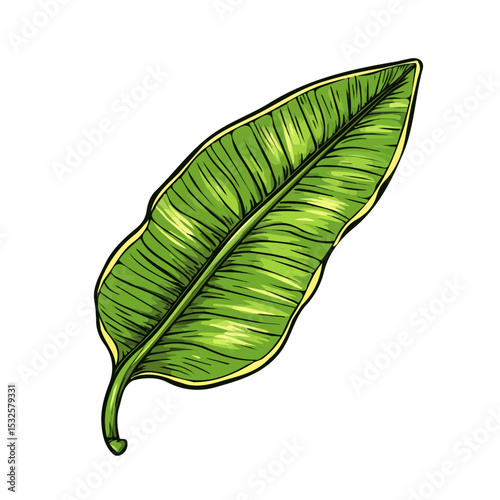 2D flat vector illustration of Plantain Leaf Doodle, isolated on a white background.