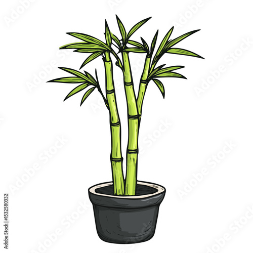 Lucky Bamboo Doodle illustration vector 2D flat, isolated on a white background.